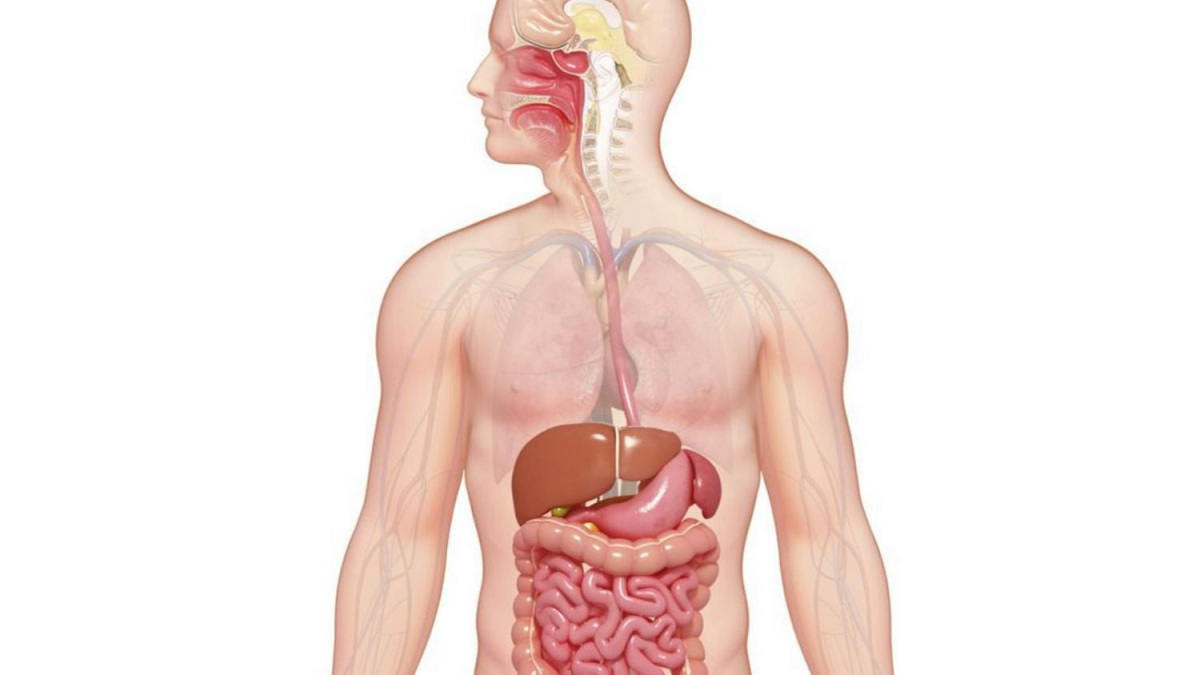 20252-11201-HAI61565-3 - SISTEM GASTROENTEROHEPATOLOGI